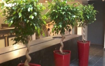 Aménager autrement votre intérieur grâce à l’expertise d’un paysagiste à Nancy