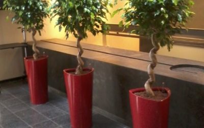 Jardin intérieur à Lunéville : des plantes élégantes en intérieur