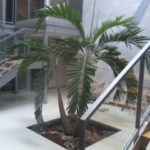 jardin intérieur à Nancy